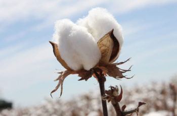 6-benefícios-que-você-não-conhecia-sobre-o-cotton