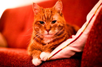 jb-dublagem-tecido-resistente-a-unha-de-gato-1